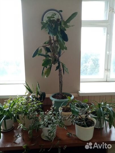 Комнатные растения