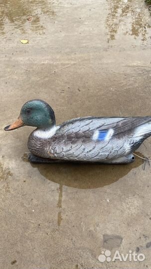 Подсадные утки и гуси для охоты