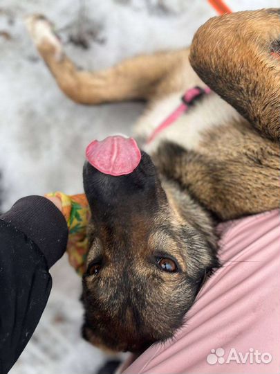 Дружелюбная и ласковая собака из приюта в дар