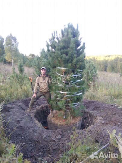 Крупномер (дерево) Кедр Сибирский 320-370см