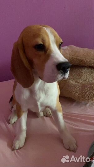 Бигль вязка