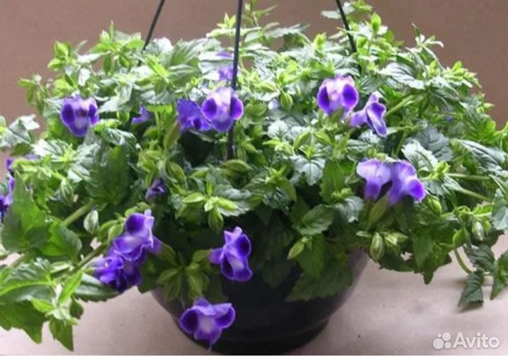 Ампельные растения