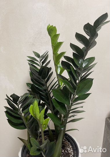 Замиокулькас сорт супер нова