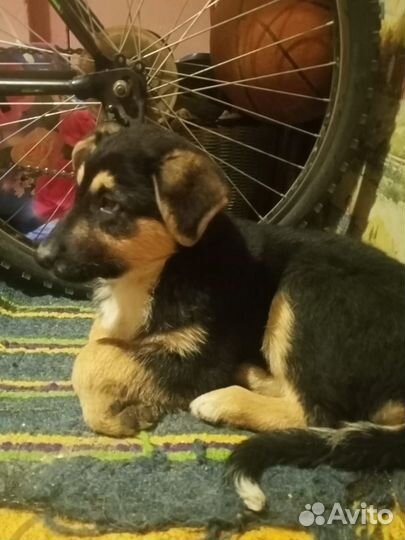 Щенок мальчик в добрые руки