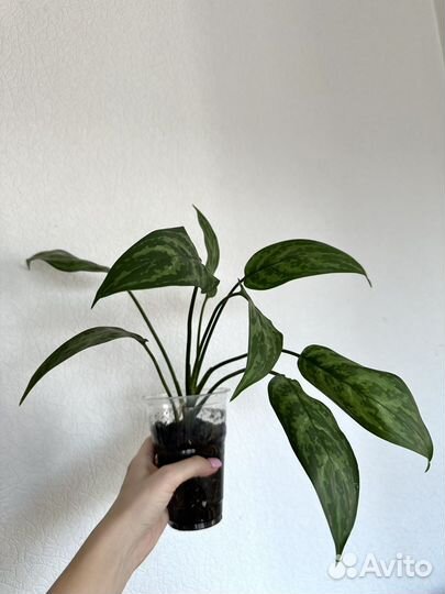 Аглаонема Переменчивая Мария