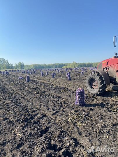 Картофель белый (сорт галла) цена за мешок