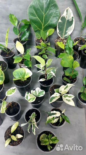Фикус набор 24 сорта