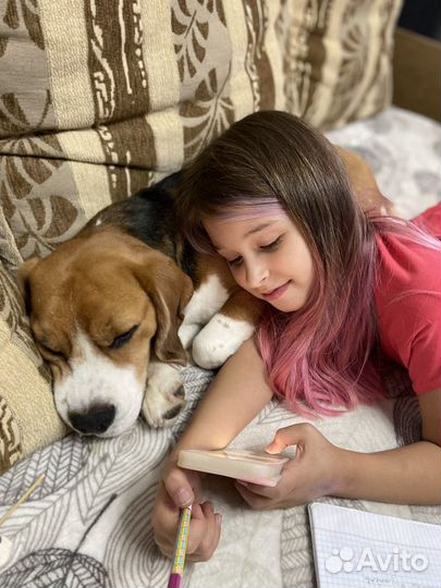 Бигль, лучший друг (аренда собаки)