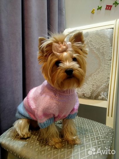 Йоркширский терьер девочки, документы РКФ