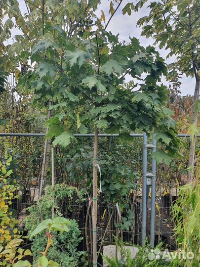 Клен глобозум