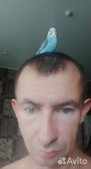 Волнистый попугай с клеткой