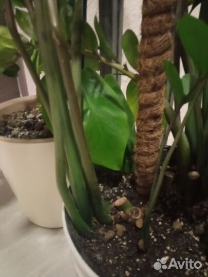 Замиокулькас