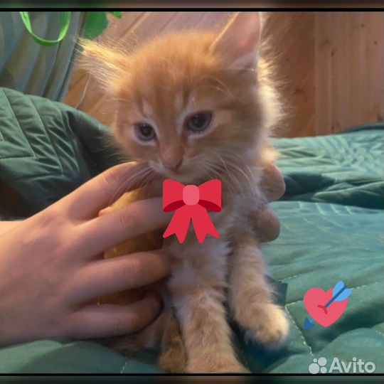 Сладкие булочки ищут домашний уют. В добрые руки)