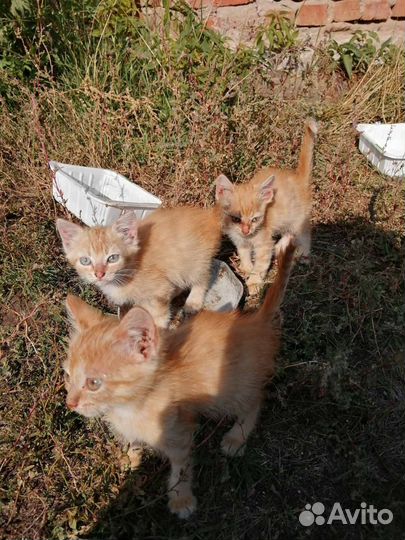 Котята рыжие бесплатно
