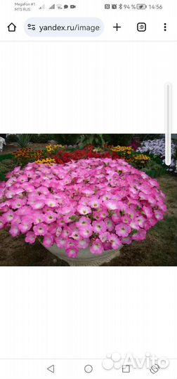 Рассада ампельной петунии