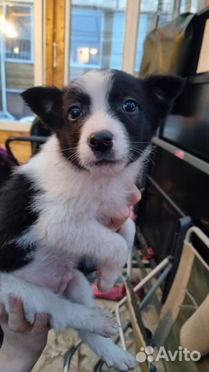 Собака в добрые руки отдам бесплатно щенки