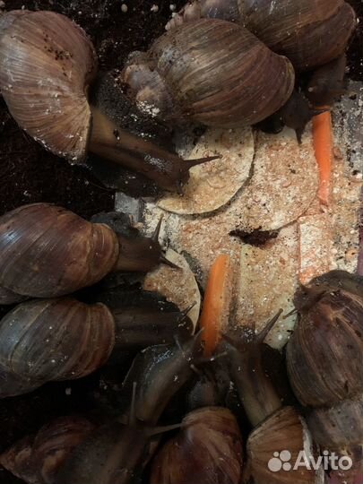 Яйца улиток