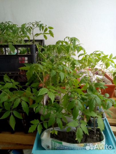 Отличная рассада томатов, перца