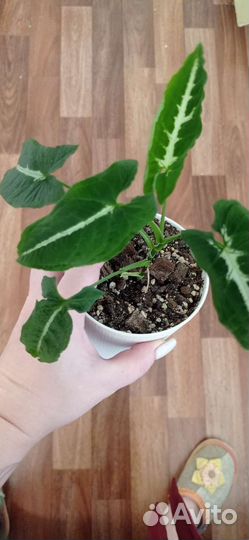 Сингониум вендланда