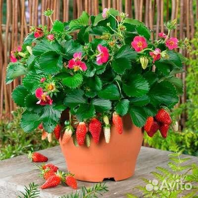 Земляника Круглый год.Тристан черри