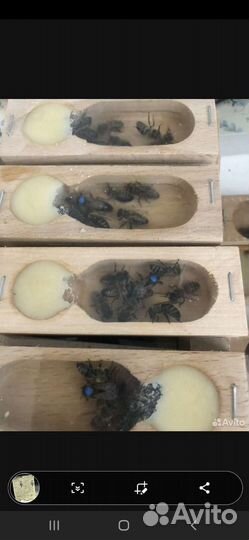 Матки Карника в наличии