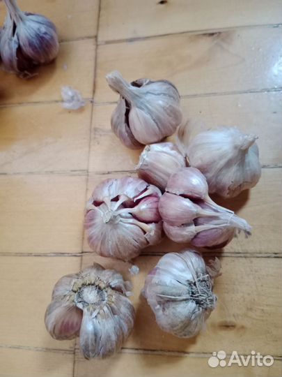 Чеснок на посадку или еду