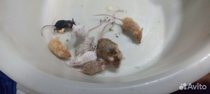 Сатиновые мышки