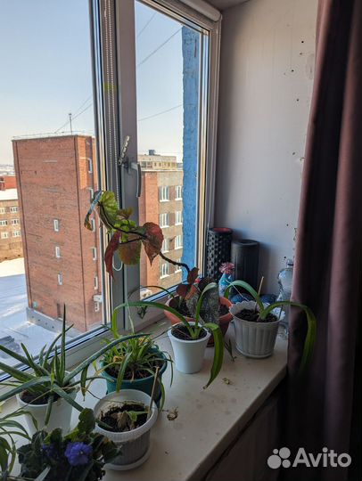 Отдам цветы самовывоз