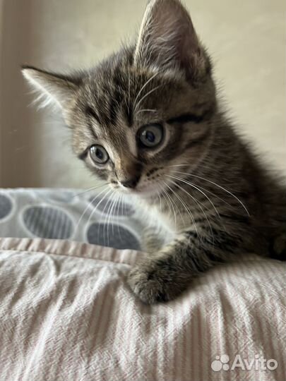 Котята