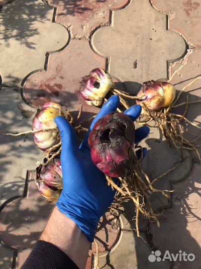 Лилия ‘Beverly Dream’