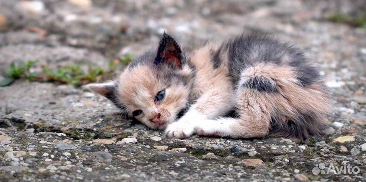 Кошки и котята