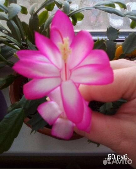 Декабрист (шлюмбергера)