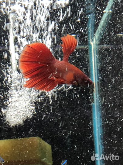 Петушки Корона, Дельта, Вуалехвост