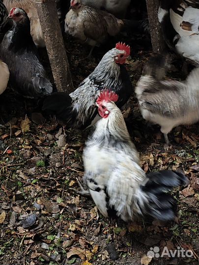 Петушки декоративные