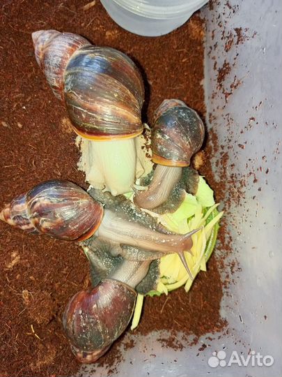 Улитки ахатины