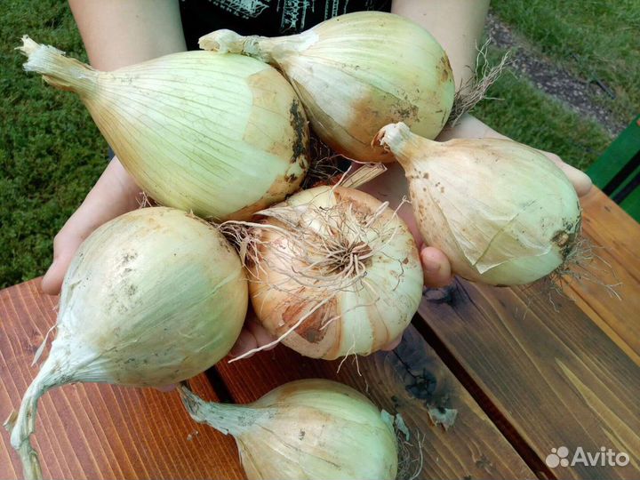 Лук Эксибишен семена