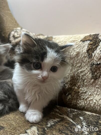 Котенок бесплатно