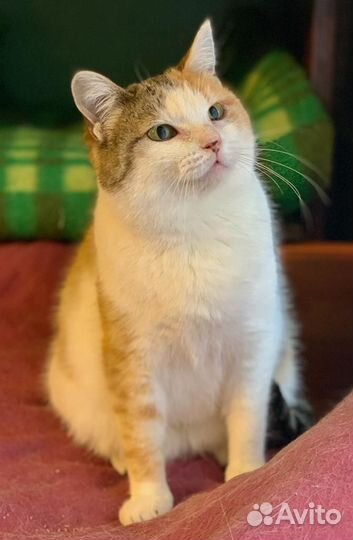 Кошка Маруся в добрые руки