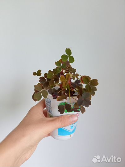 Оксалис Plum crazy кислица