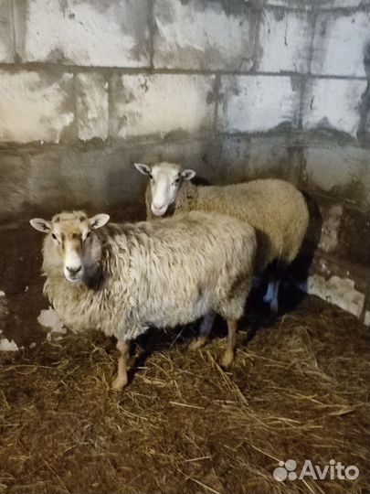Овцы бараны