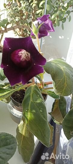 Глоксиния Виолацеа