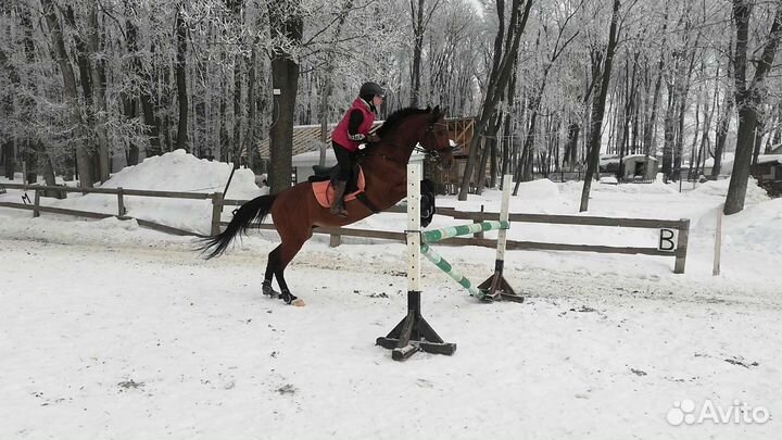 Конные прогулки, обучение