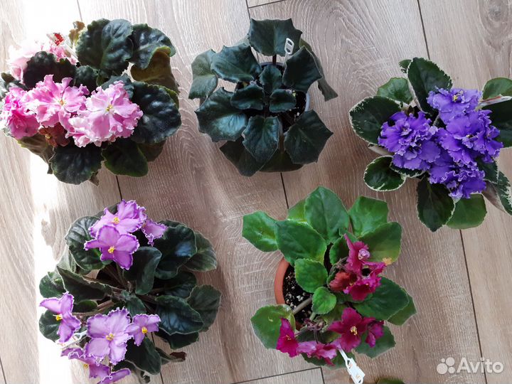 Сортовые фиалки