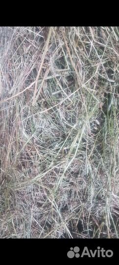 Навоз конский в мешках