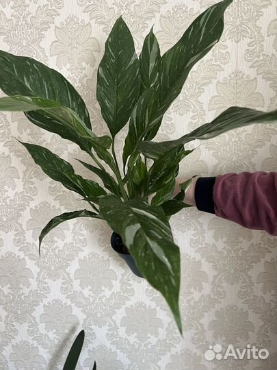 Спатифиллум даймонд