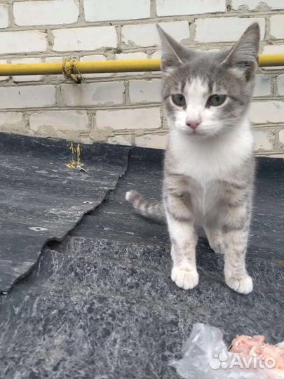 Кошка в дар бесплатно