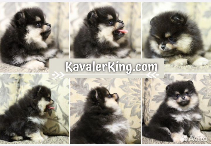 Продаются мальчики и девочки Промеранского шпица