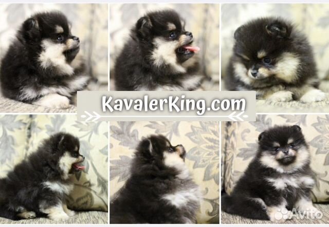Продаются мальчики и девочки Промеранского шпица