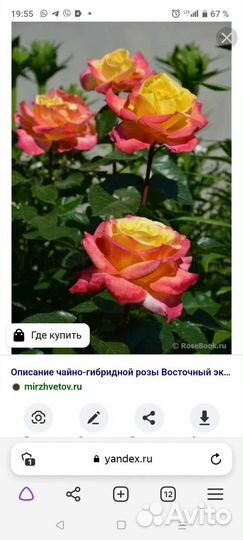 Розы, многолетки, хвойники