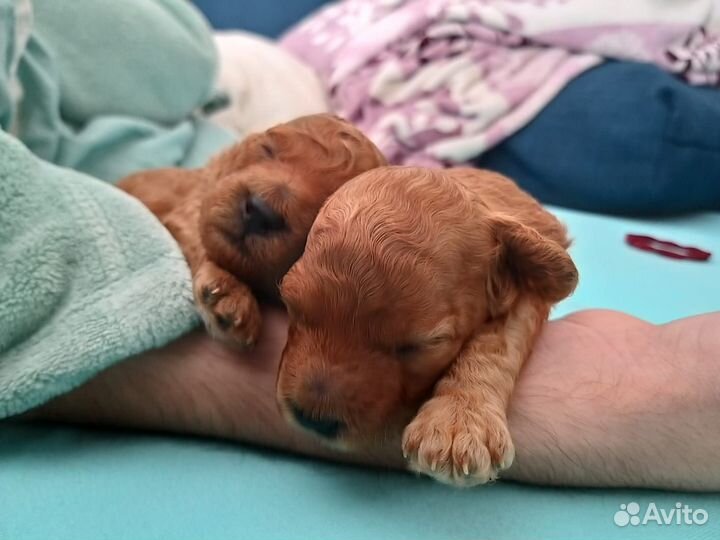 Продам щенков